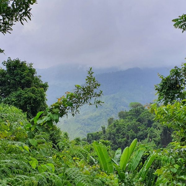 jungle, colombia, nature-4882466.jpg